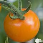 Plant de tomate jaune 'Sungold' F1 : pot de 0,5 litre